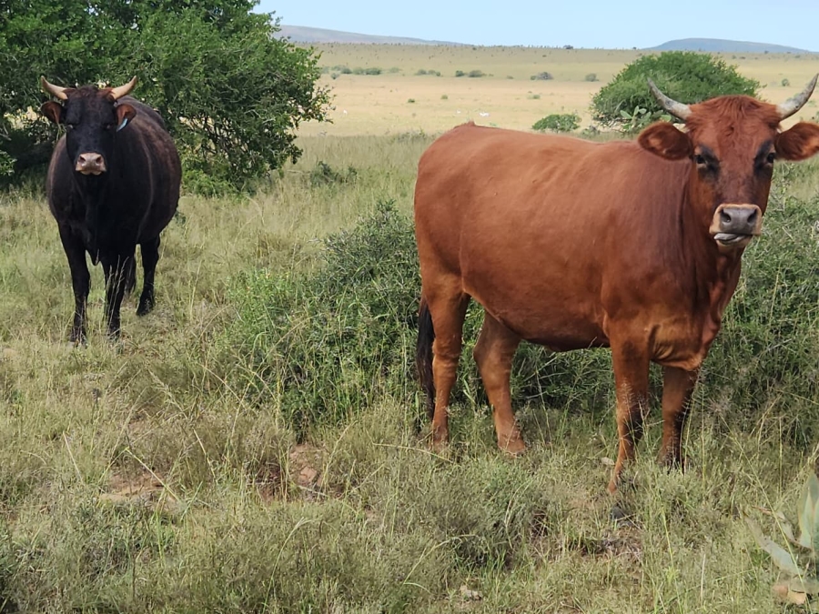 Commercial Property for Sale in Somerset East Rural Eastern Cape